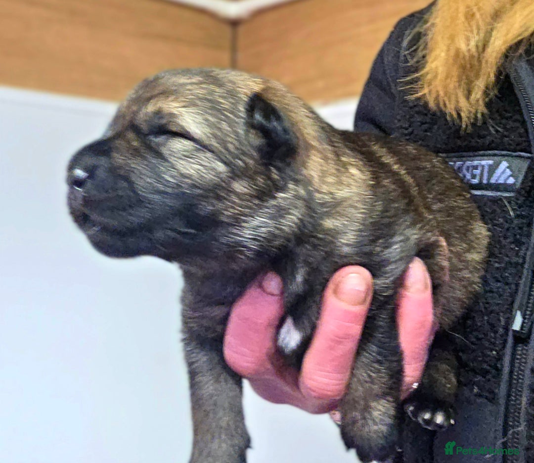 German Shepherd dogs for sale: Superb Working Line German Shepherds  - Advert 5