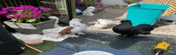 Pigeons birds for sale: Garden fantails  in Runcorn - Advert 4