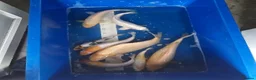 Koi Carp fish for sale: Young koi in Deeside - Advert 4