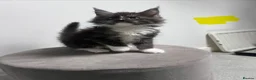 Maine Coon cats for sale: 14 kittens 🐱 Ready to leave now  - Advert 24
