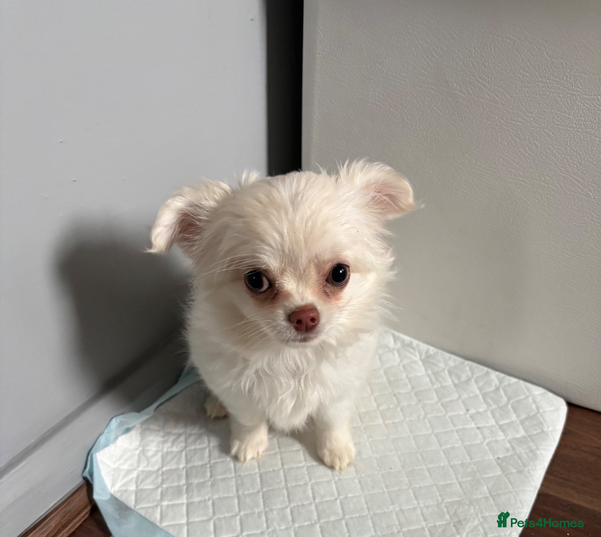 Chihuahua dogs Girl pup for sale - Advert 3