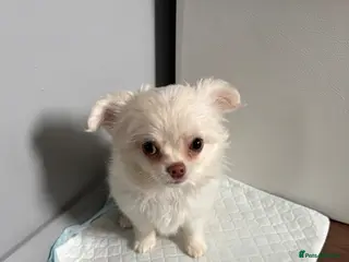 Chihuahua dogs Girl pup for sale - Advert 3