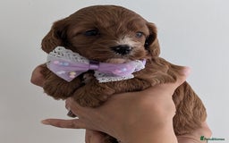 Cavapoo dogs for sale: Beautiful F1b male and female Cavapoo available  - Image 3