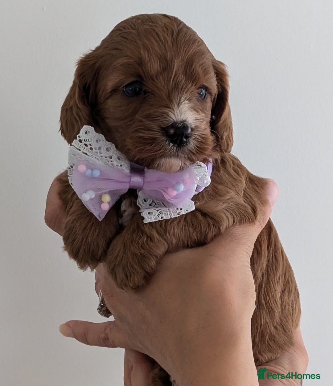 Cavapoo dogs for sale: Beautiful F1b male and female Cavapoo available  - Image 3
