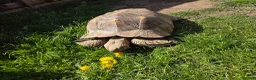 Tortoise reptiles for sale: Sulcata tortoise in Southend-on-Sea - Advert 2