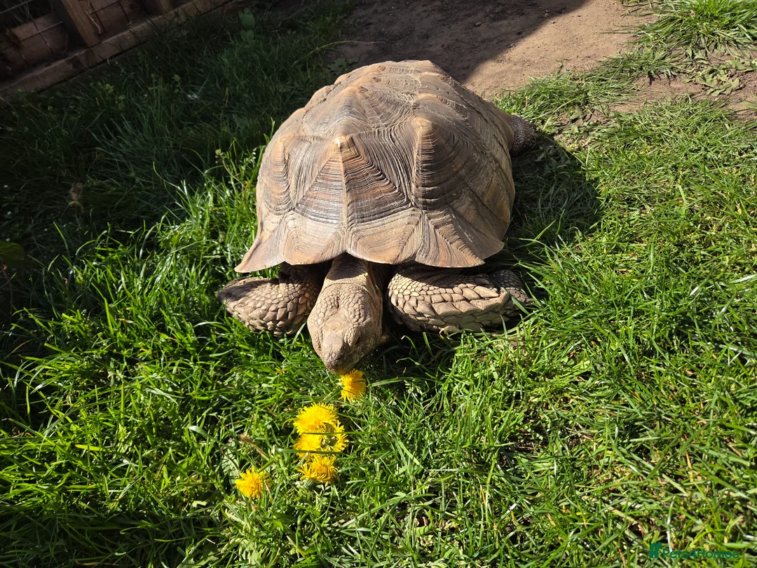 Tortoise reptiles for sale: Sulcata tortoise in Southend-on-Sea - Advert 2