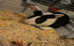 English rabbits for sale: Rabbit - Image 2