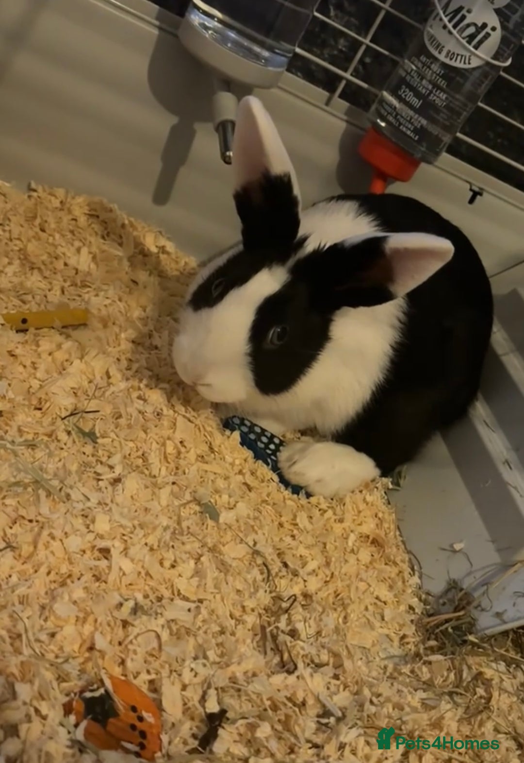 English rabbits for sale: Rabbit - Image 2