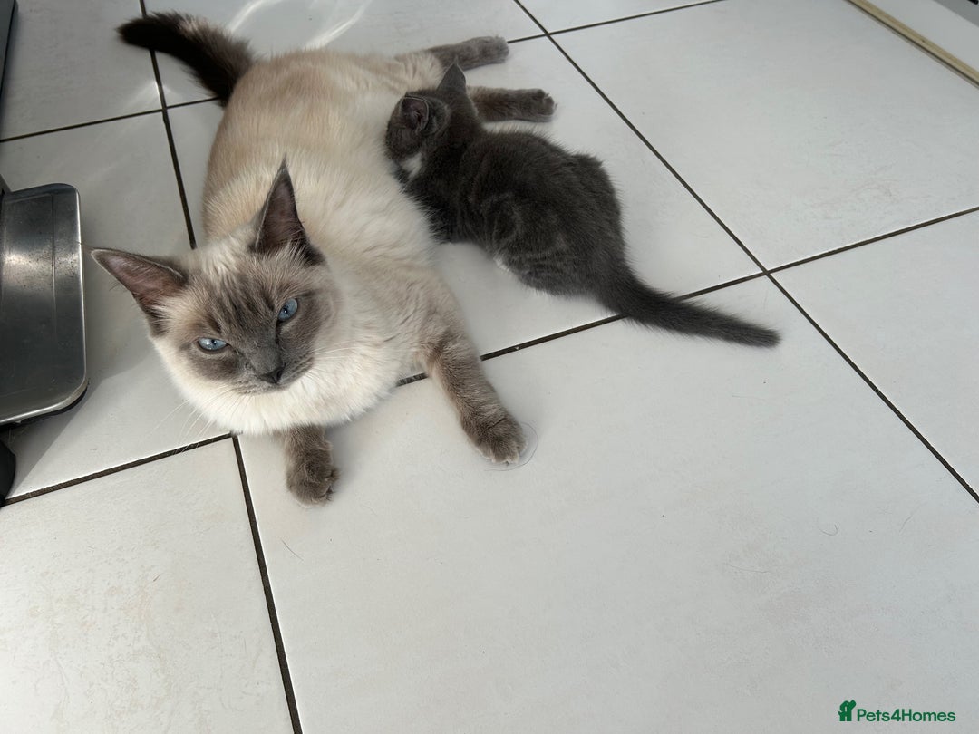Ragdoll cats for sale: Boy Kitten, ragdoll cross - Image 4