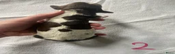 English Springer Spaniel dogs for sale: Springer spaniel puppies  - Advert 26