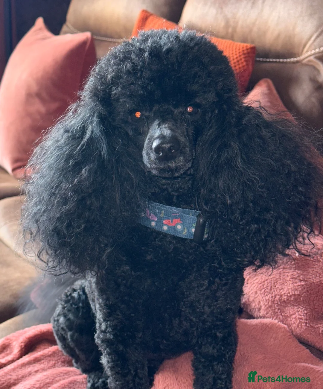 Toy Poodle dogs for stud: KC Registered Toy Poodle Stud in Bishop Auckland - Advert 1
