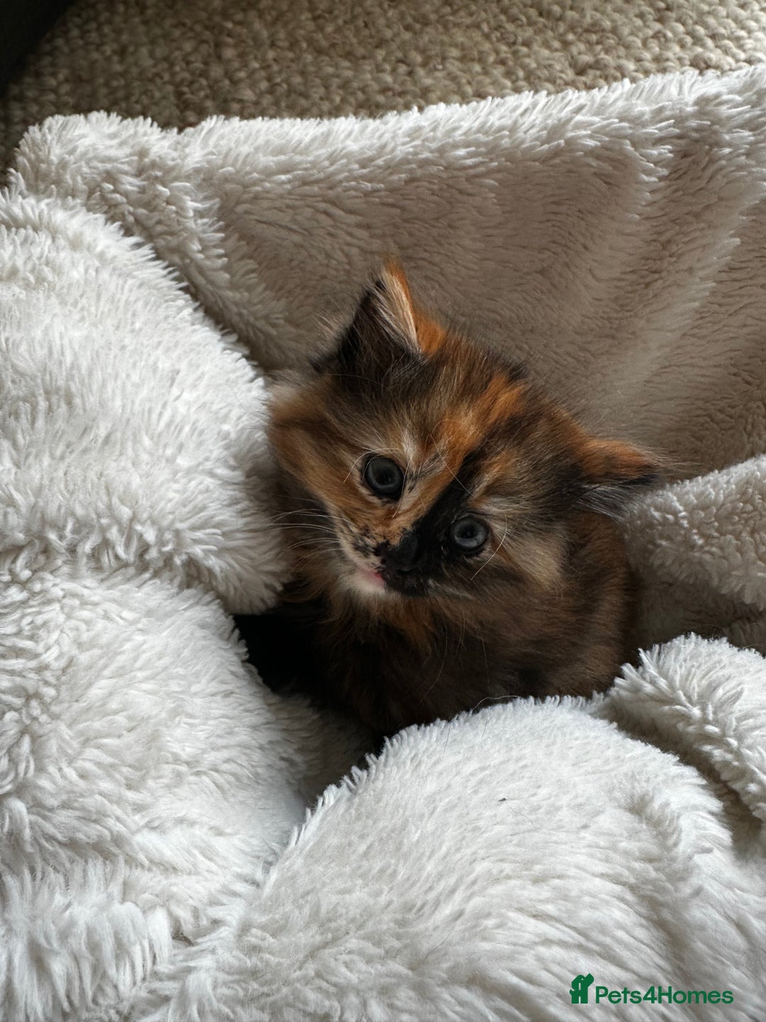 Ragdoll cats for sale: x4 adorable half ragdoll kittens ready to go soon - Image 4