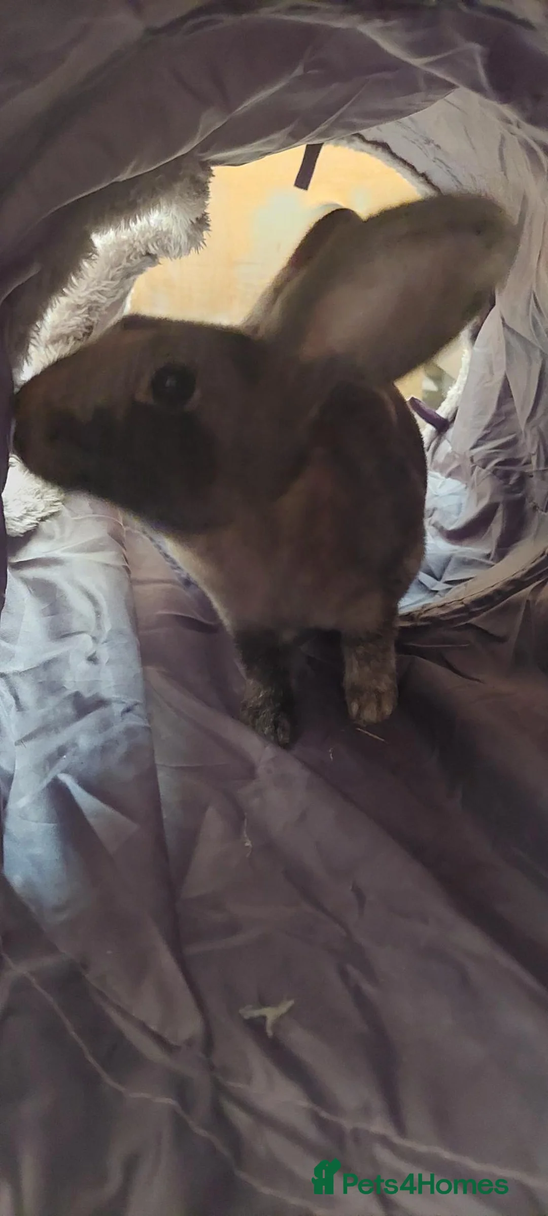 English rabbits for sale: Two rabbits,male and female, £15 each - Advert 2