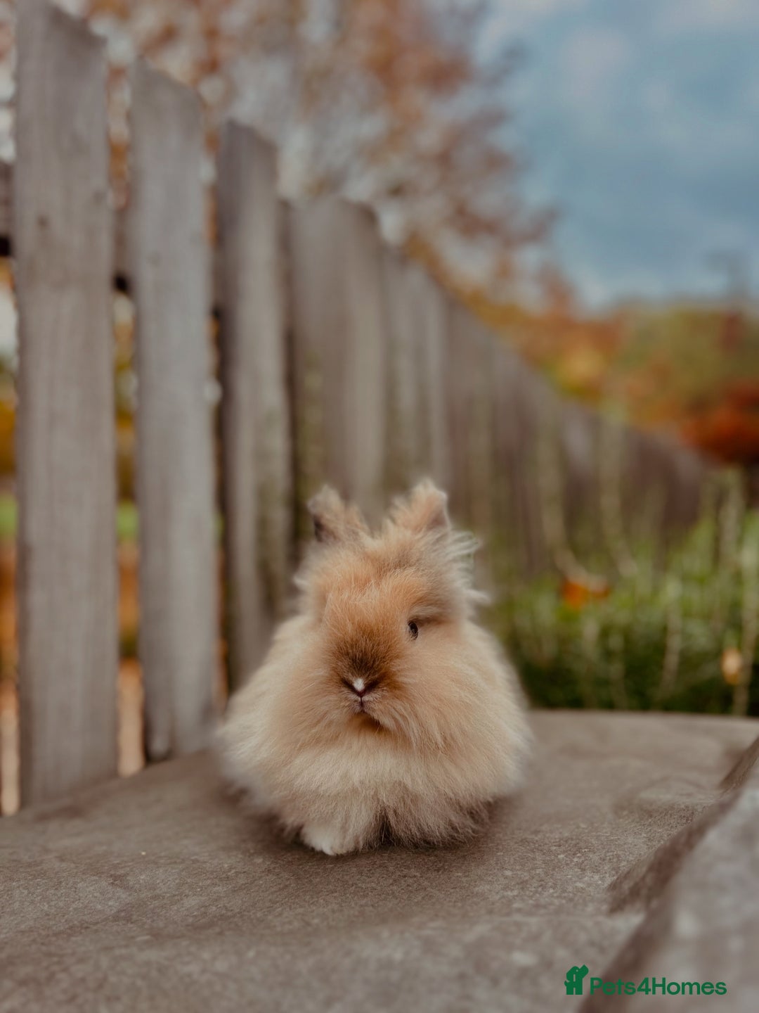 Lionhead rabbits for sale: purebred lionhead. - Advert 1
