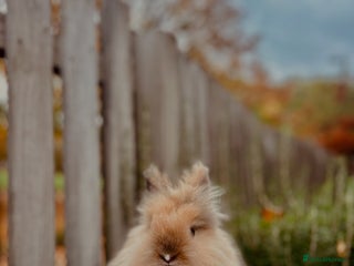 Lionhead rabbits purebred lionhead. - Advert 1