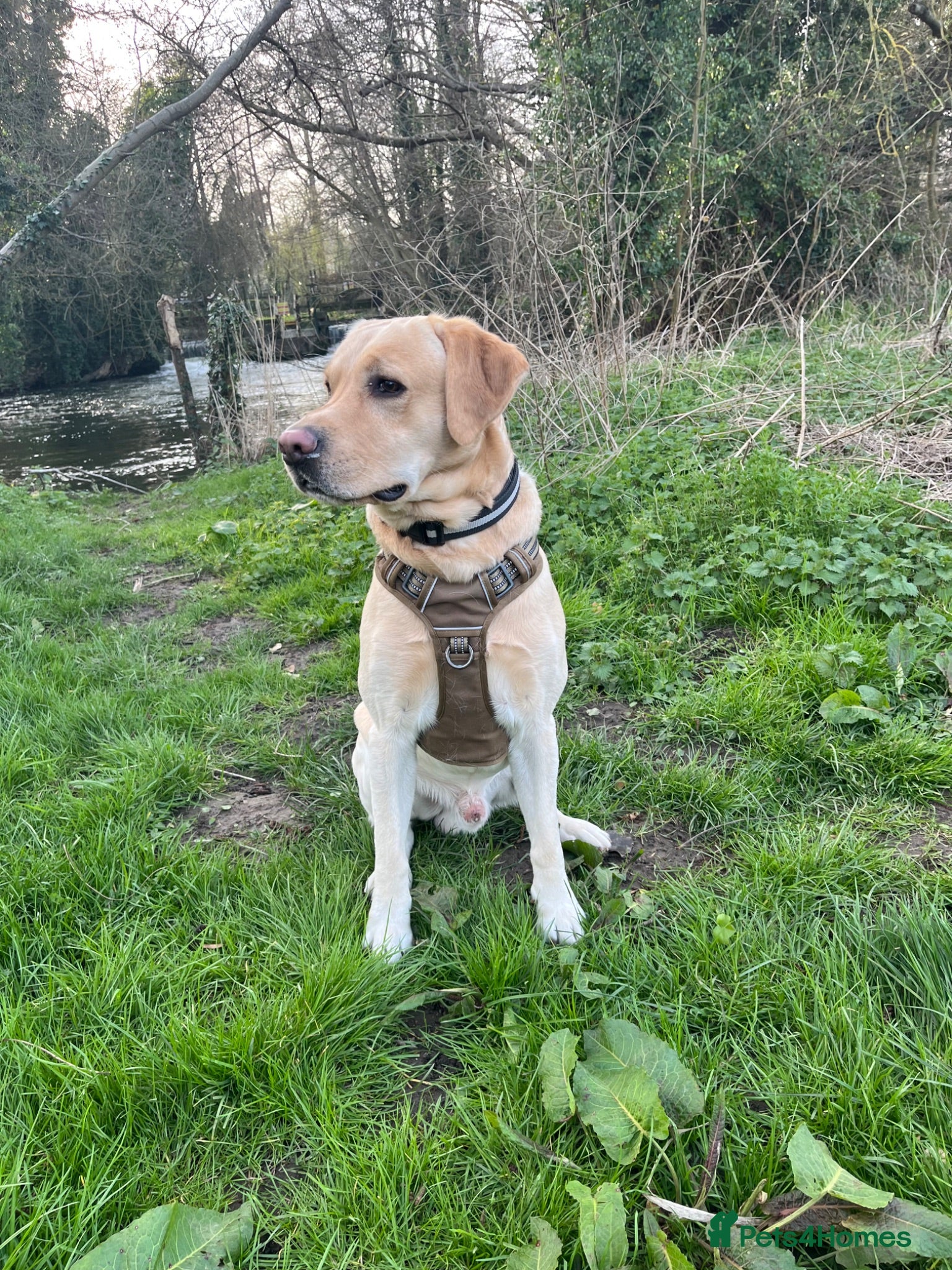 Labrador Retriever dogs Beautiful Yellow Labrador looking for a new home - Advert 4