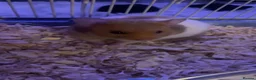 Hamster rodents for sale: Ringo hamster  in Birkenhead - Advert 2