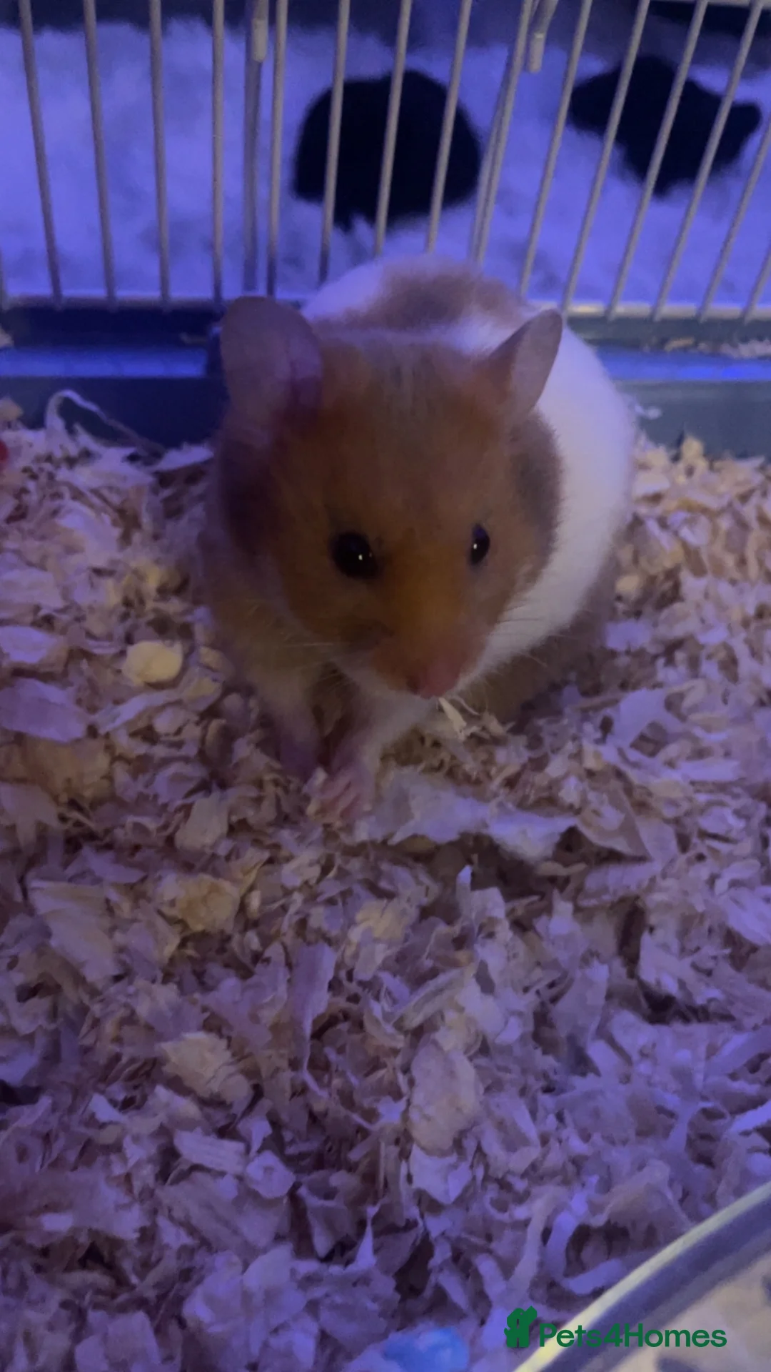 Hamster rodents for sale: Ringo hamster  in Birkenhead - Advert 2