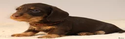 Miniature Dachshund dogs for sale: Choco+Wirehaired+5*Licensed+Kc+Praclear+Vetchecked - Advert 26