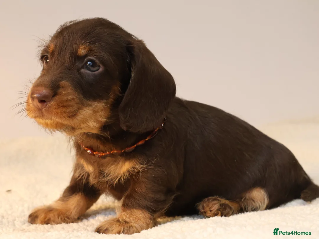 Miniature Dachshund dogs for sale: Choco+Wirehaired+5*Licensed+Kc+Praclear+Vetchecked - Advert 26