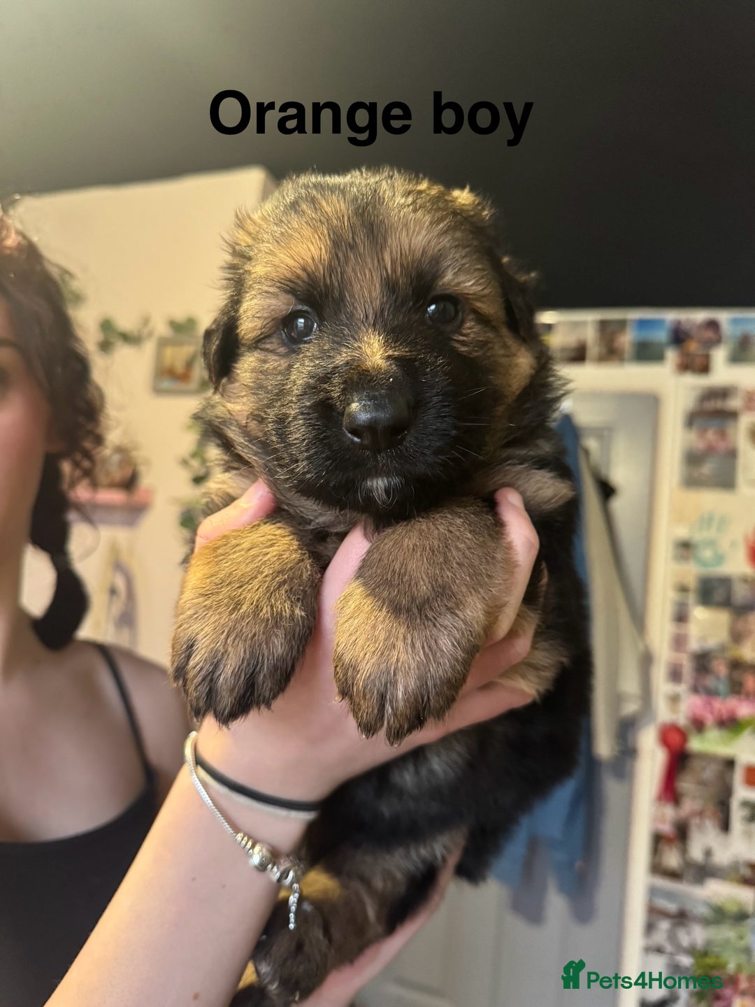 German Shepherd dogs for sale: Gorgeous German shepherd pups - Advert 17