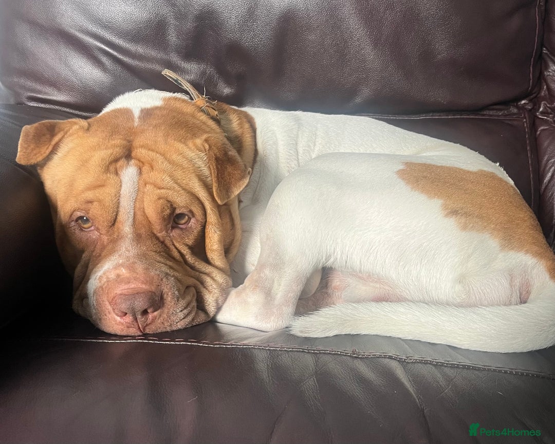 Mixed Breed dogs for sale: This Is Winston  - Image 2