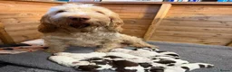 Italian Spinone dogs for sale: Italian Spinone Puppies - Advert 2