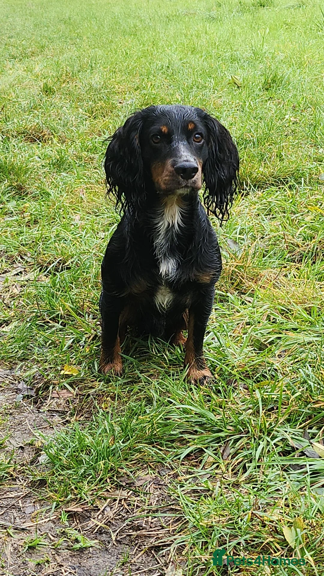 Cocker Spaniel dogs for stud: Pedigree working cocker spaniel  in Tonbridge - Advert 5