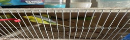 Budgerigars birds for sale:  Baby  budgies for sale  - Advert 2