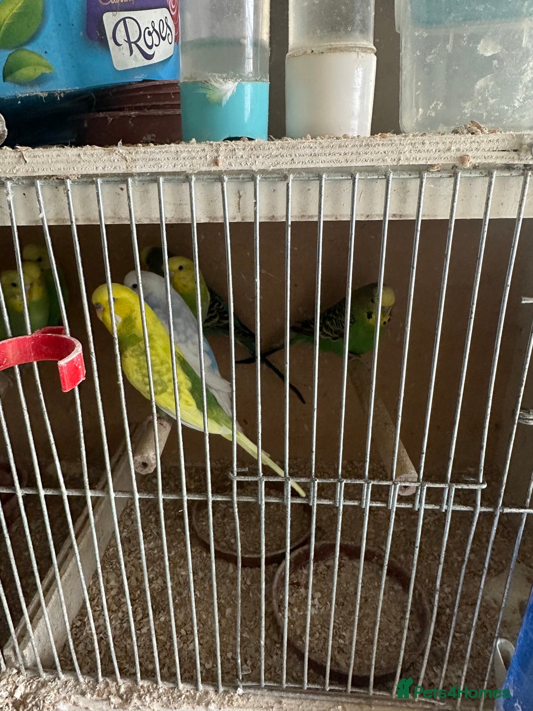 Budgerigars birds for sale:  Baby  budgies for sale  - Advert 2