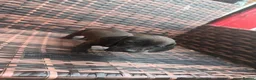 Dachshund dogs for sale: Dachshund puppie for sale  - Advert 2