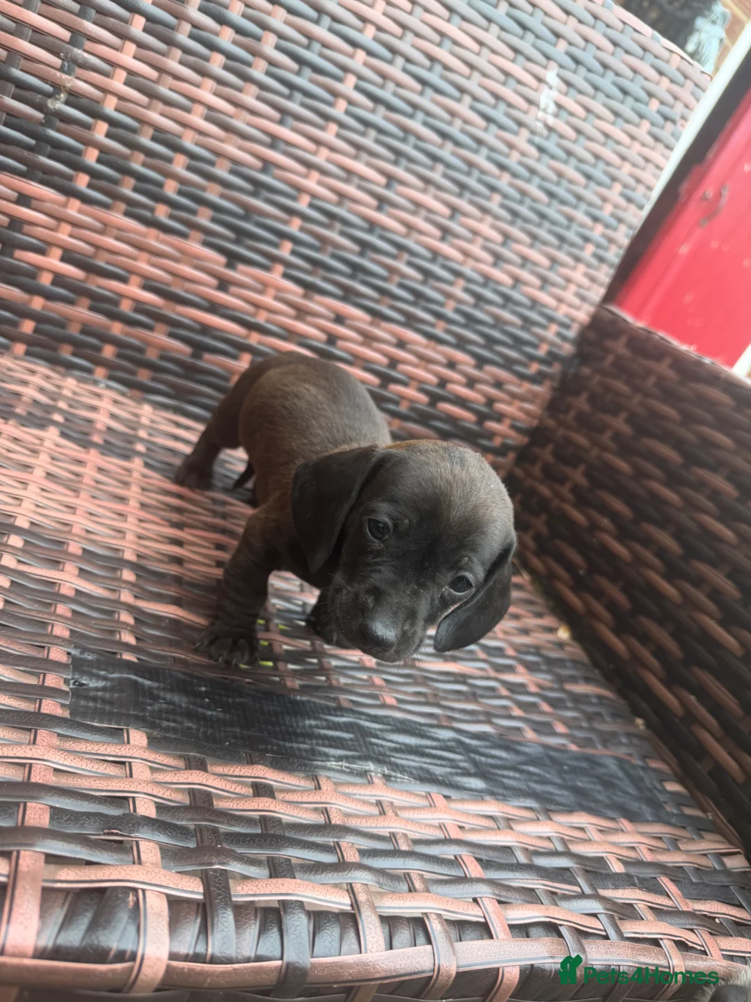 Dachshund dogs for sale: Dachshund puppie for sale  - Advert 2