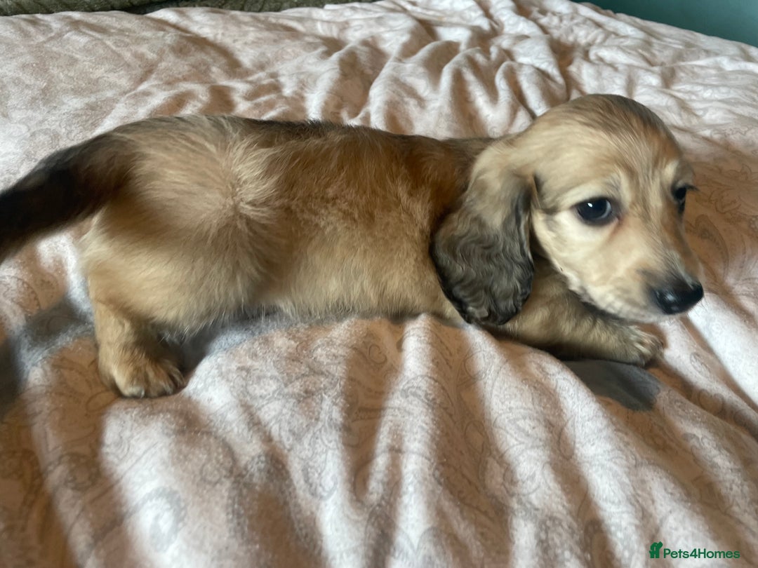 Miniature Dachshund dogs for sale: READY TO GO! Shaded Cream Long Haired Puppies - Image 17