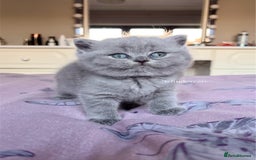 British Shorthair cats for sale: Show quality Blue British shorthair Tica🏆 - Image 3
