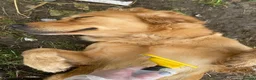 Golden Retriever dogs for sale: 0-0 HIP Ethically Bred quality Golden Retrievers  - Advert 8
