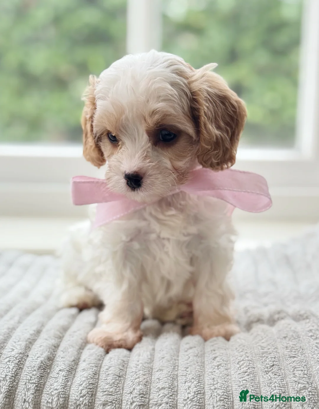Cavapoo dogs for sale: Stunning F2 cavapoo health tested - Advert 18