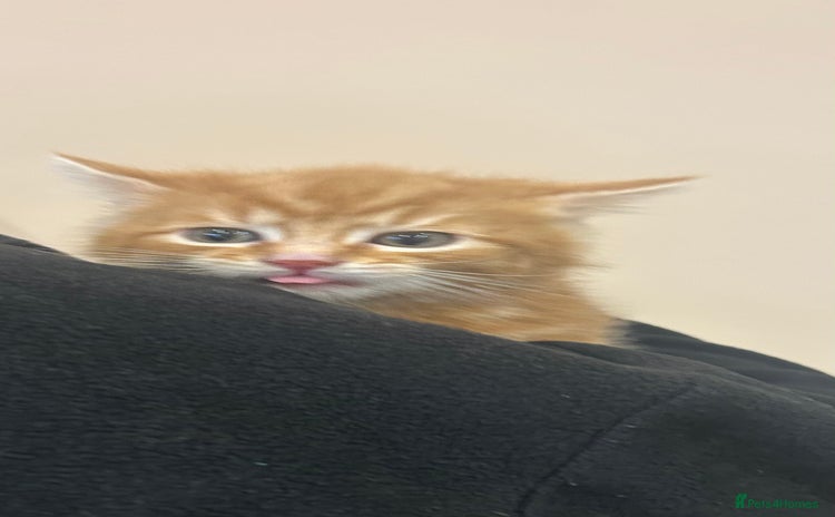 Mixed Breed cats Gorgeous kittens READY TODAY 1LEFT  - Advert 13