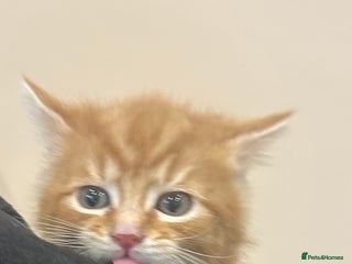 Mixed Breed cats Gorgeous kittens READY TODAY 1LEFT - Advert 11