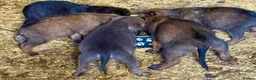 Mixed Breed dogs for sale: Only 9 left, blues, brindles, blacks and fawns - Advert 1