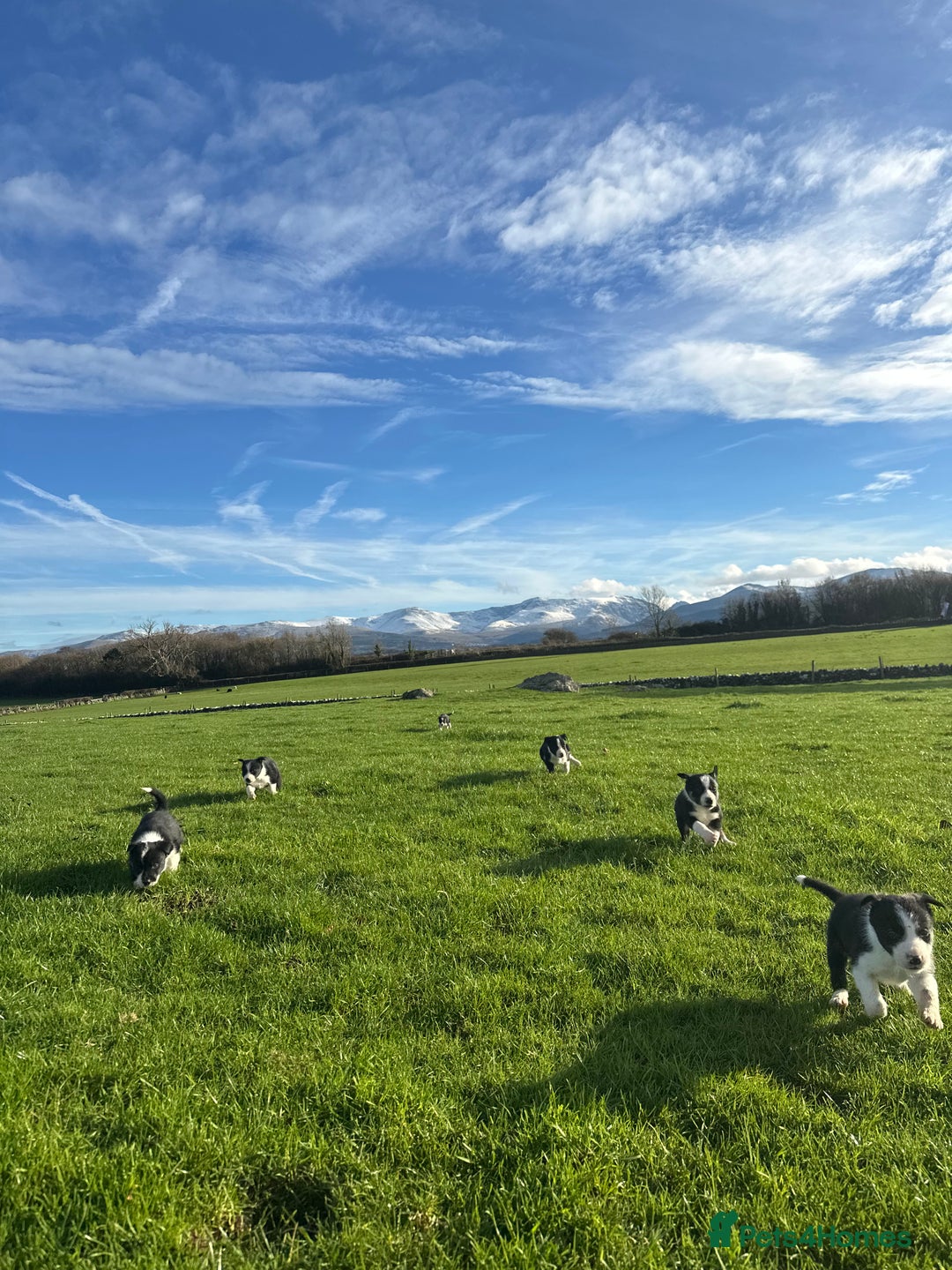 Border Collie dogs for sale: Border collies for sale - Advert 2