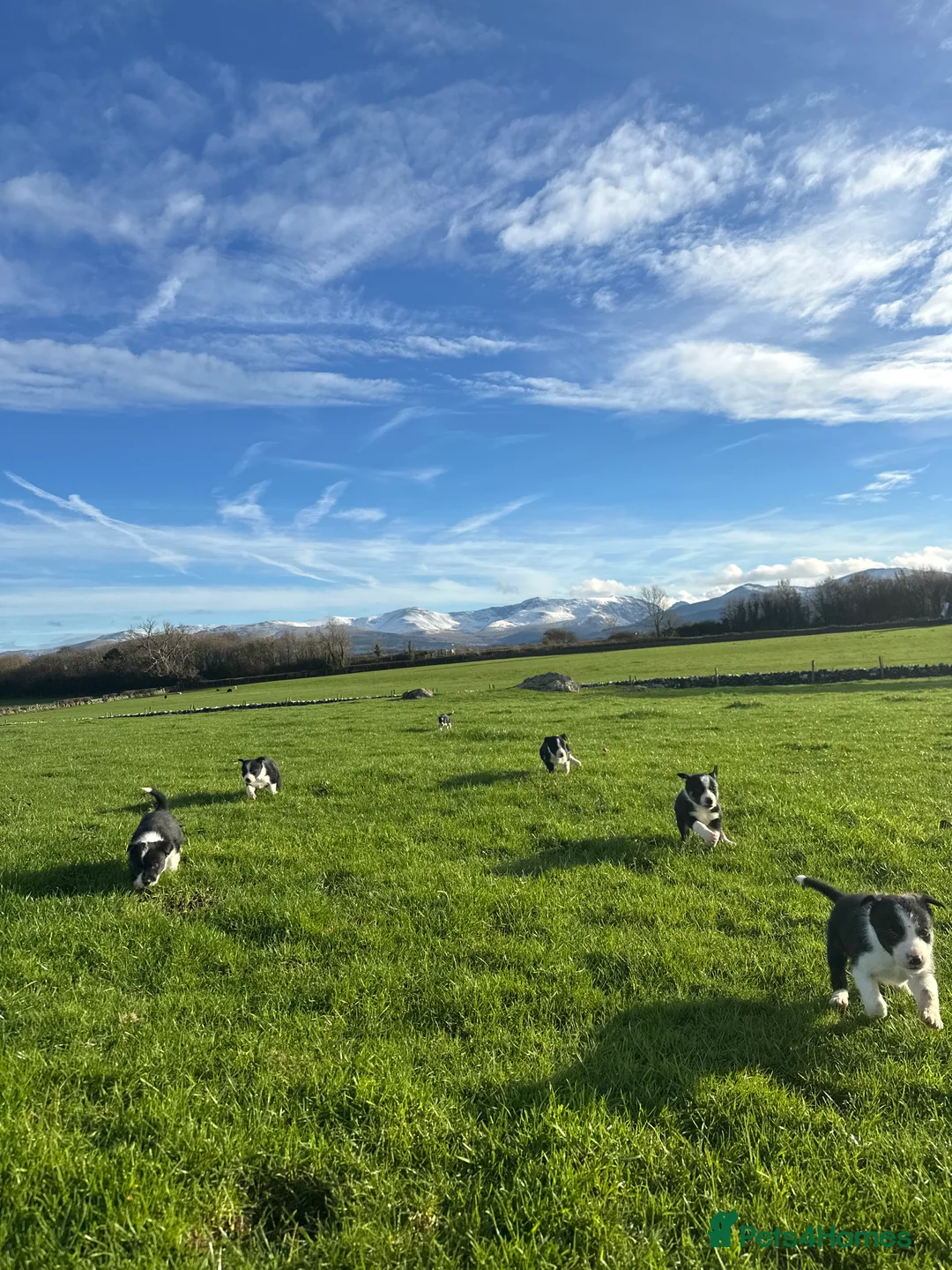 Border Collie dogs for sale: Border collies for sale - Advert 2