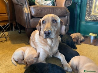 Labrador Retriever dogs Gorgeous KC reg labradors with amazing lineage - Advert 1