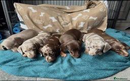Miniature Dachshund dogs for sale: Miniature Dachshund Puppies  - Image 1