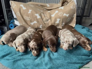 Miniature Dachshund dogs - Advert 35