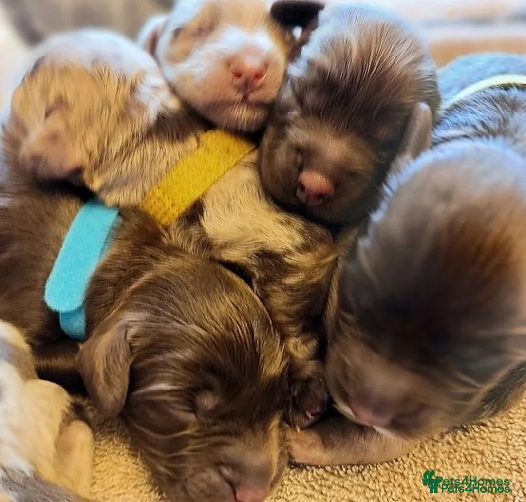 Cockapoo dogs for stud: Chocolate Cockapoo STUD *DNA & BVA EYE TESTED* in Manchester - Advert 23