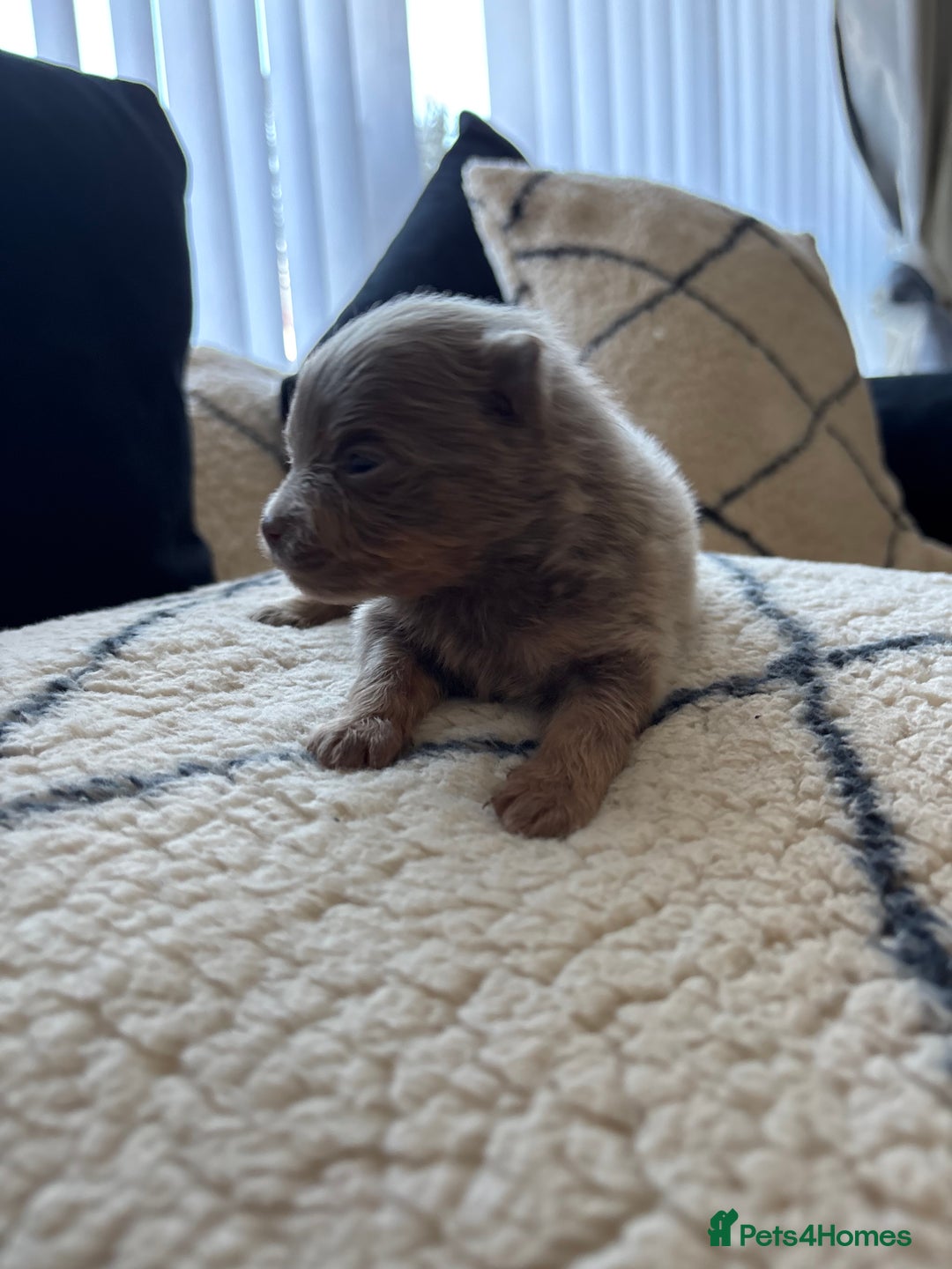Pomeranian dogs for sale: Beautiful pomeranians - Image 4