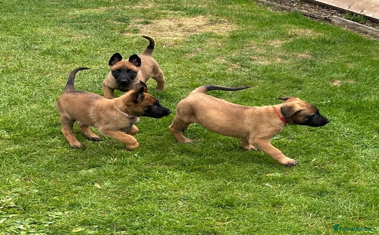 Belgian Shepherd Dog dogs - Advert 1