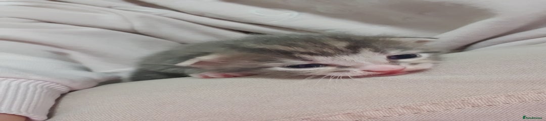 Domestic Shorthair Kitten 1