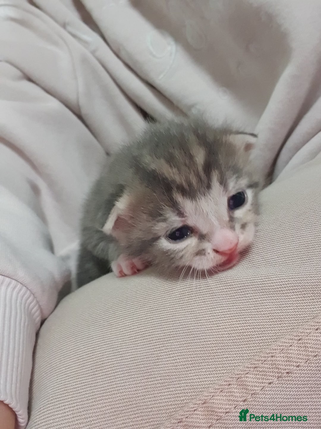 Domestic Shorthair cats for sale: 6 beautiful kitties - Advert 9