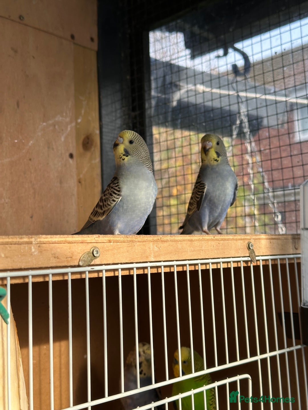 Budgerigars birds for sale: Young Female baby budgies - Image 3